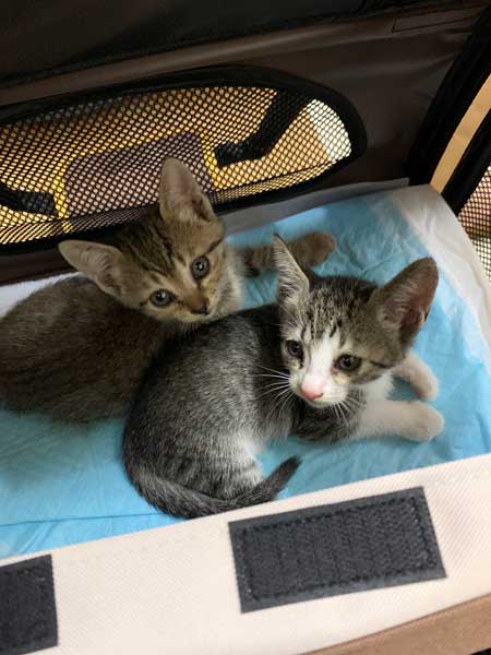 猫 尻尾 しゃぶられて 筆 真面目 顔 仲良し 兄弟