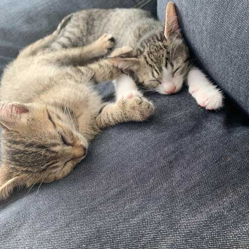 猫 尻尾 しゃぶられて 筆 真面目 顔 仲良し 兄弟