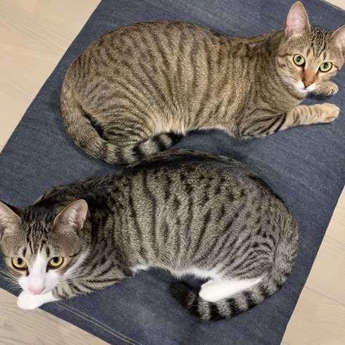 猫 尻尾 しゃぶられて 筆 真面目 顔 仲良し 兄弟