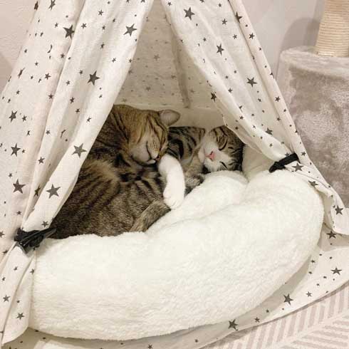 猫 尻尾 しゃぶられて 筆 真面目 顔 仲良し 兄弟