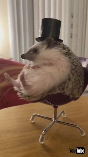 「Peter Quill the Hedgehog Sports Stylish Top Hat || ViralHog」