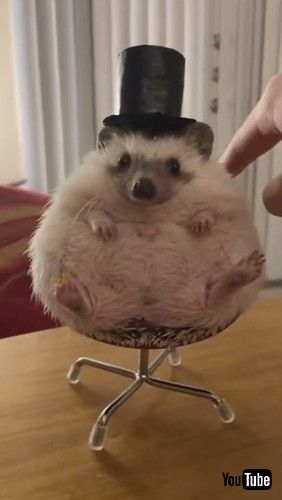 「Peter Quill the Hedgehog Sports Stylish Top Hat || ViralHog」