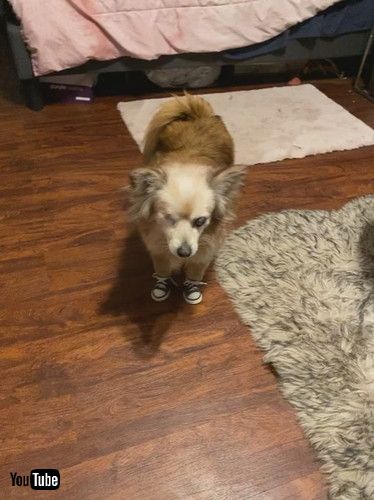 「Pompom Pup is Excellent Tap Dancer || ViralHog」