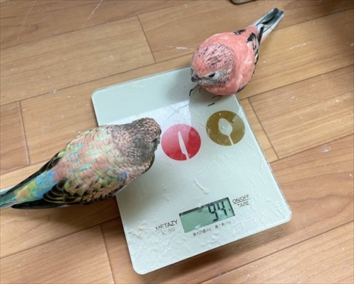 ストーブを堪能するインコさん