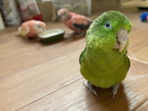 ストーブを堪能するインコさん