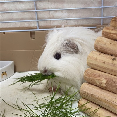 ストーブを堪能するインコさん