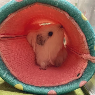 ストーブを堪能するインコさん