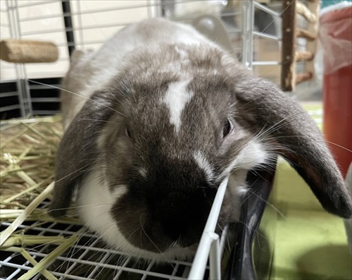 ストーブを堪能するインコさん