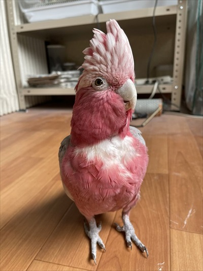 ストーブを堪能するインコさん