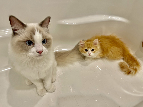 お風呂妨害ぐりぐらちゃん