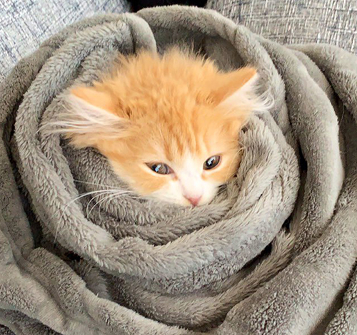 ぐるぐるぐらちゃんトリミング