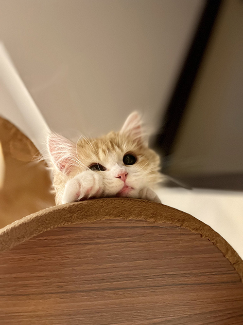 素知らぬ顔のぐらちゃん