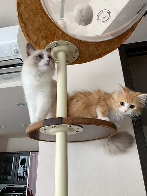 キャットタワーのぐりぐらちゃん