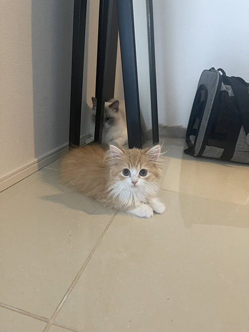 後ろから狙うぐりくん