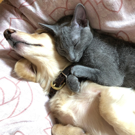 眠るハナちゃんとコタロウくん