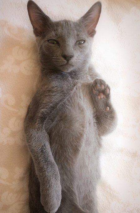 悟りハナちゃんややアップ