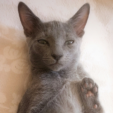 悟りハナちゃん顔トリミング