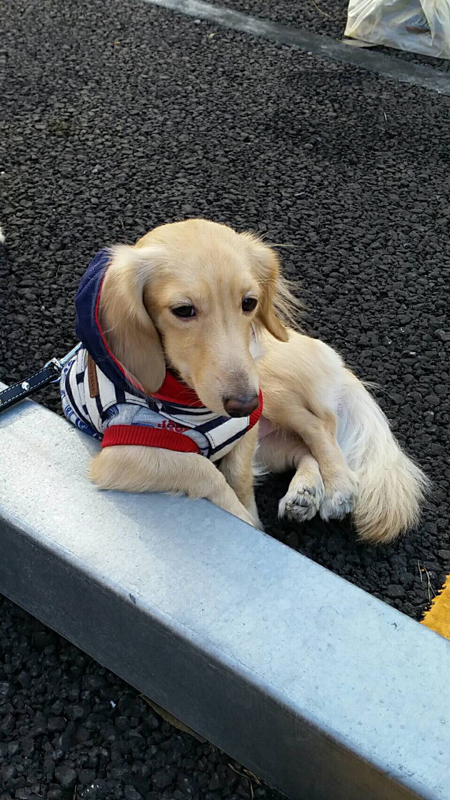 おっさんっぽいコタロウくん