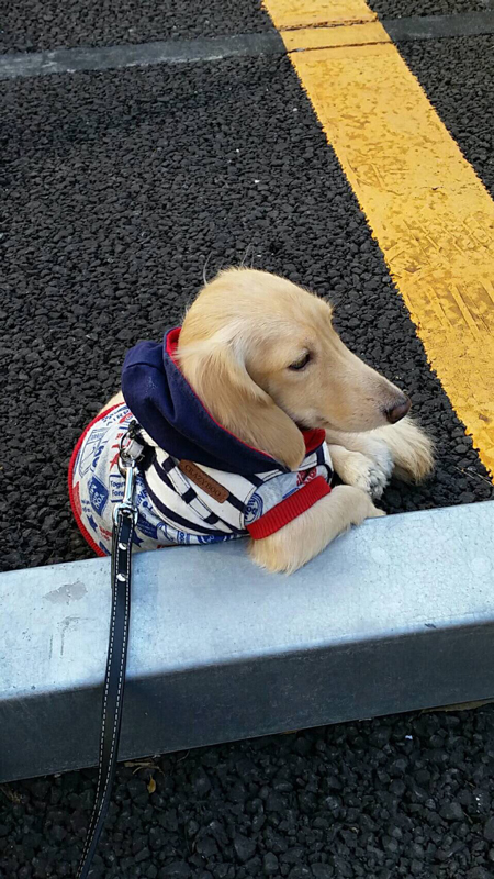 おっさんっぽいコタロウくん右向き