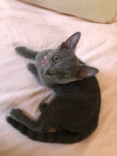 見上げるハナちゃん