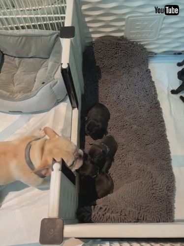 「Dog Dad Delighted to Meet His Puppies || ViralHog」