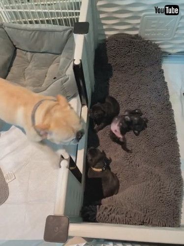 「Dog Dad Delighted to Meet His Puppies || ViralHog」