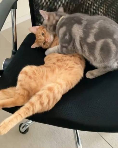 猫 サク君 ヨル君 無表情