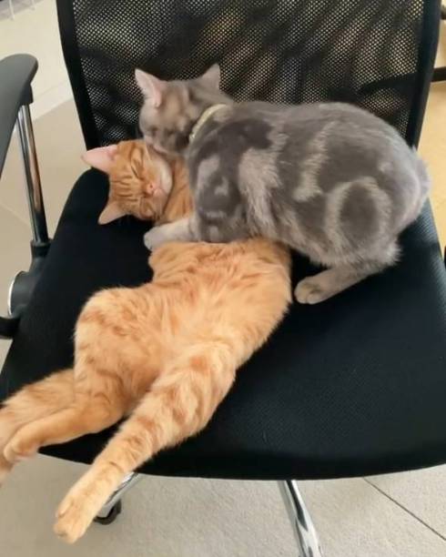 猫 サク君 ヨル君 無表情