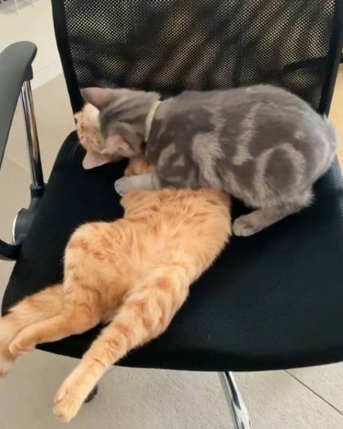 猫 サク君 ヨル君 無表情