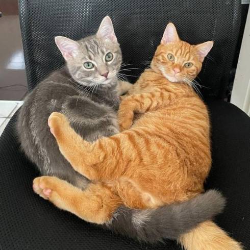 猫 サク君 ヨル君 無表情