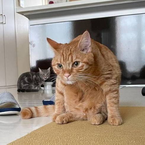 猫 サク君 ヨル君 無表情