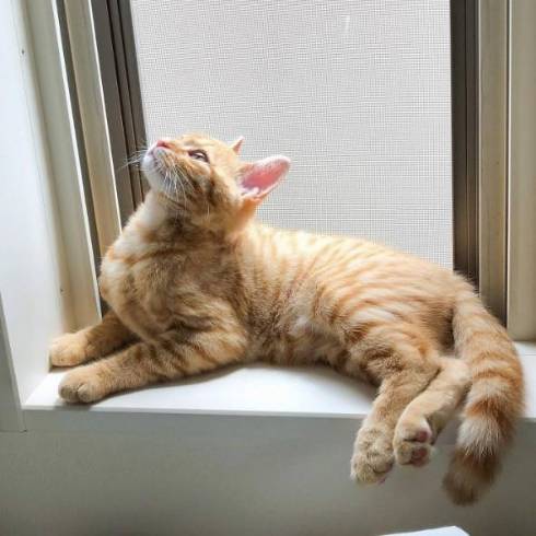 猫 サク君 ヨル君 無表情