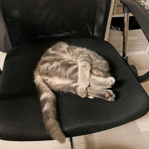 猫 サク君 ヨル君 無表情