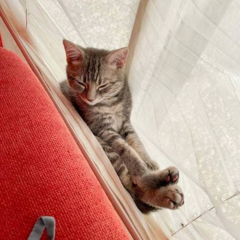 猫 サク君 ヨル君 無表情