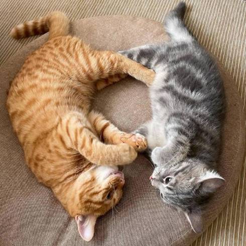 猫 サク君 ヨル君 無表情