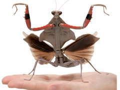 カマキリパパ【4年 理科上1-19、下1-18、社会上1-6、9-19】 カマキリパパ【4年 理科上1-19、下1-18、社会上1-6、9-