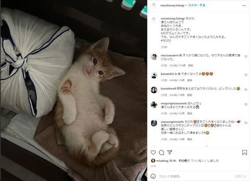 石田ゆり子 保護 ミルクボランティア 子猫 ちびた インスタ 犬 猫