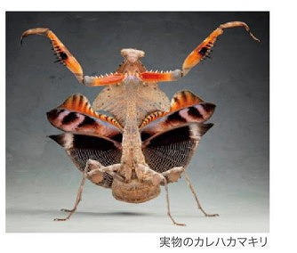 かまきりとしましまあおむし：本・絵本：百町森