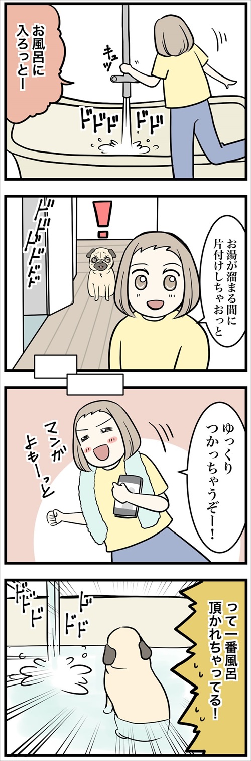 人より先にお風呂に入るパグ
