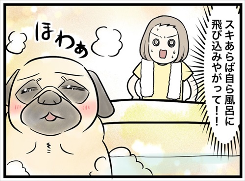 人より先にお風呂に入るパグ