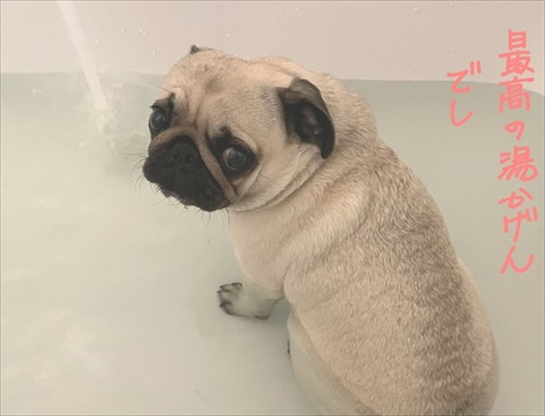人より先にお風呂に入るパグ