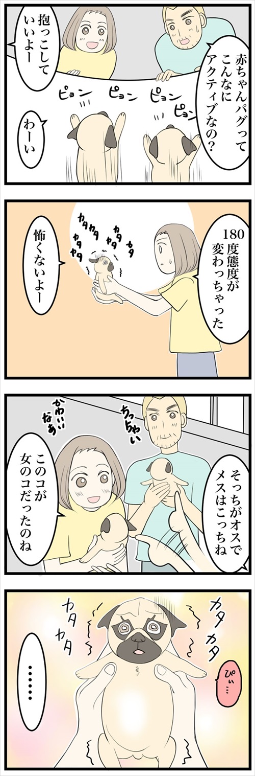 人より先にお風呂に入るパグ