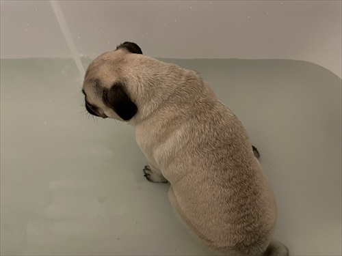 人より先にお風呂に入るパグ