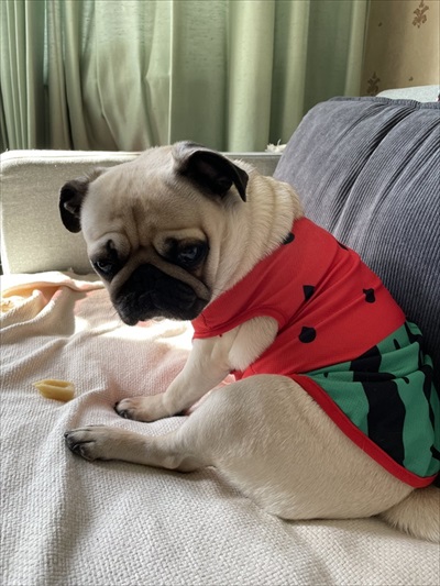 人より先にお風呂に入るパグ