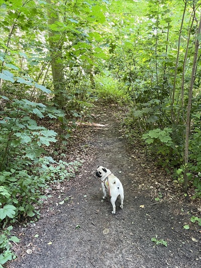 人より先にお風呂に入るパグ