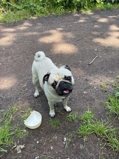 人より先にお風呂に入るパグ