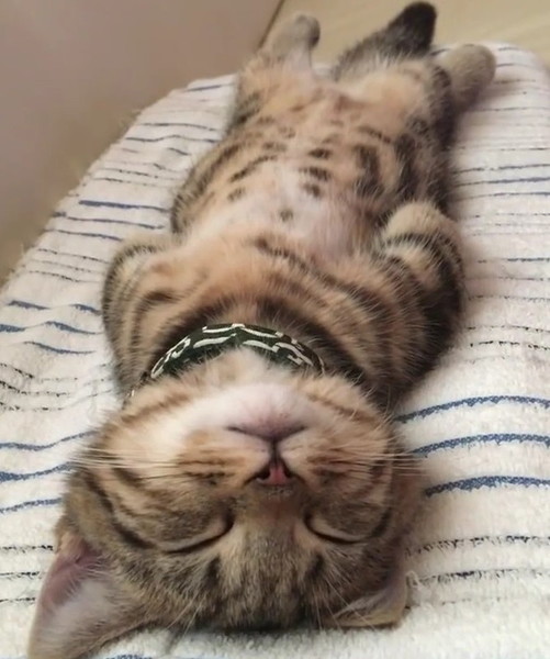 猫背を忘れた猫