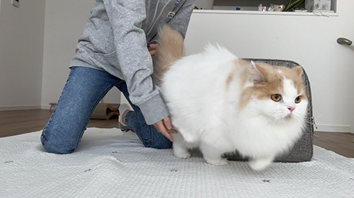 右方向に逃げるレモンくん