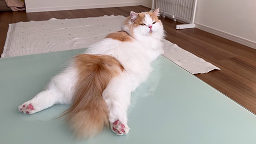 おこレモンくん