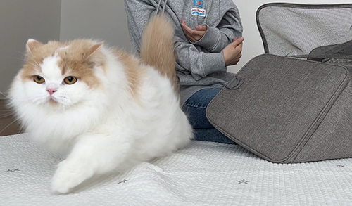 すたこらさっさ猫